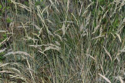 <i>Festuca marginata subsp. marginata</i>