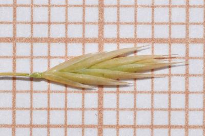 <i>Festuca marginata subsp. marginata</i>
