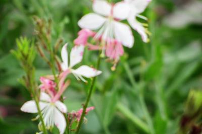 <i>Oenothera lindheimeri</i>