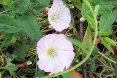 <i>Convolvulus arvensis</i>