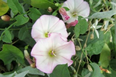 <i>Convolvulus arvensis</i>