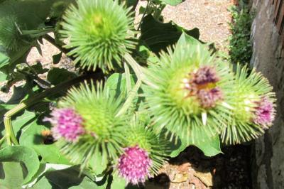 <i>Arctium lappa</i>