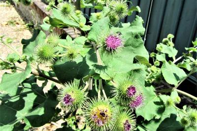 <i>Arctium lappa</i>