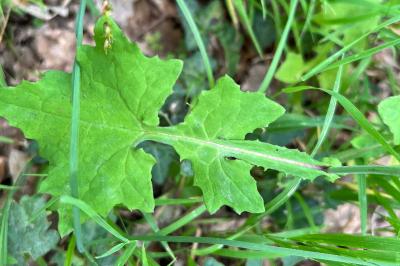 <i>Lactuca muralis</i>
