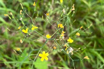 <i>Lactuca muralis</i>
