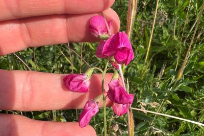 <i>Lathyrus tuberosus</i>