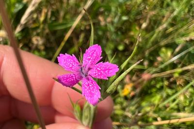 <i>Dianthus armeria</i>