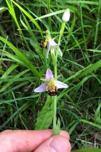 <i>Ophrys apifera</i>
