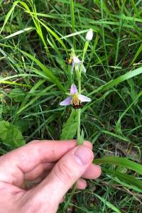 <i>Ophrys apifera</i>