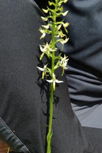 <i>Platanthera bifolia</i>