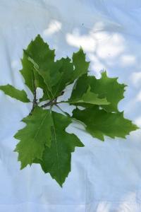 <i>Quercus rubra</i>
