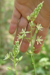 <i>Loncomelos pyrenaicus subsp. pyrenaicus</i>