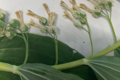 <i>Polygonatum multiflorum</i>