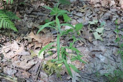 <i>Hieracium umbellatum</i>