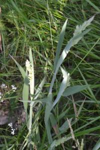 <i>Holcus lanatus</i>
