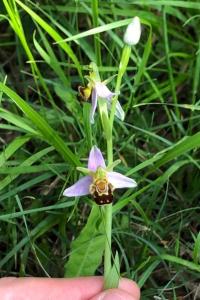 <i>Ophrys apifera</i>