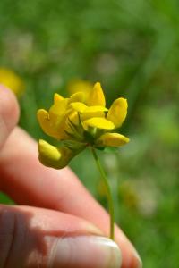 <i>Lotus corniculatus</i>