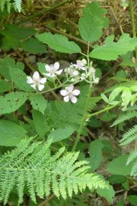 <i>Rubus</i>