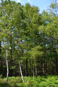 <i>Betula pendula</i>