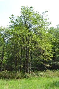 <i>Quercus petraea</i>