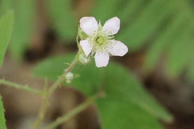 <i>Rubus aetnicus</i>
