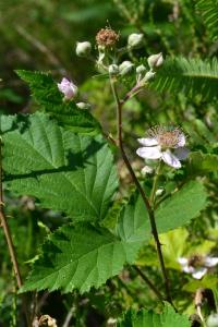 <i>Rubus fruticosus</i>