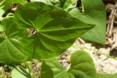 <i>Dioscorea communis</i>