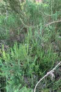 <i>Calluna vulgaris</i>