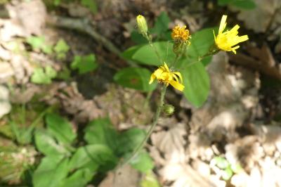 <i>Hieracium lachenalii</i>
