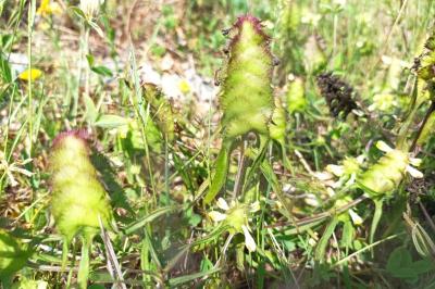 <i>Melampyrum cristatum</i>