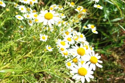 <i>Anthemis cotula</i>