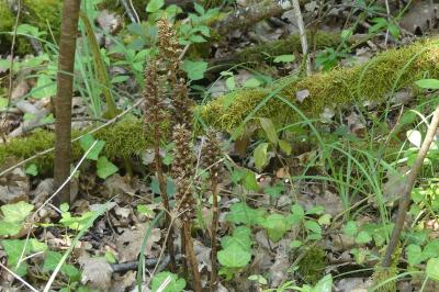 <i>Neottia nidus-avis</i>