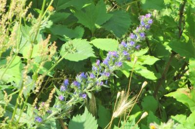 <i>Echium vulgare</i>