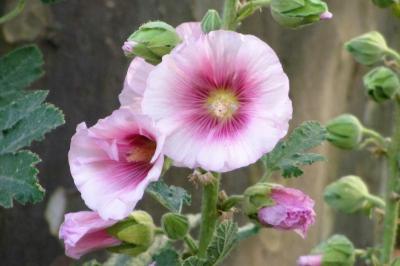 <i>Alcea rosea</i>