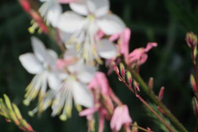 <i>Oenothera lindheimeri</i>