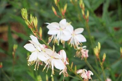 <i>Oenothera lindheimeri</i>