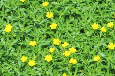 <i>Ludwigia grandiflora</i>