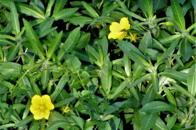 <i>Ludwigia grandiflora</i>
