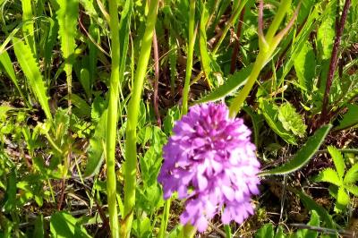 <i>Anacamptis pyramidalis</i>