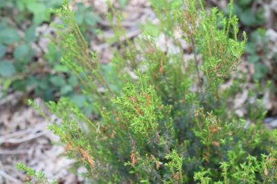 <i>Calluna vulgaris</i>