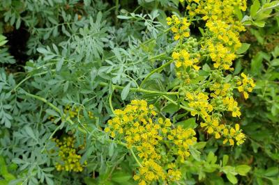<i>Ruta graveolens</i>