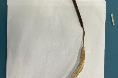 <i>Typha angustifolia</i>