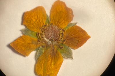 <i>Potentilla reptans</i>