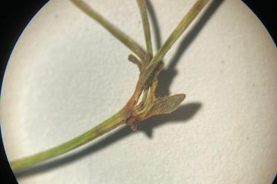 <i>Potentilla reptans</i>