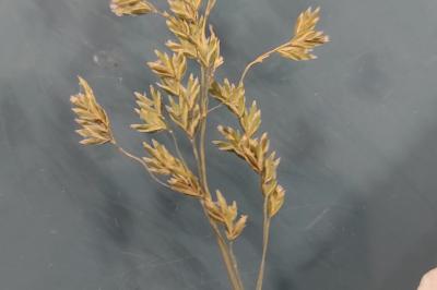<i>Poa pratensis</i>