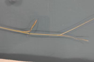 <i>Poa pratensis</i>