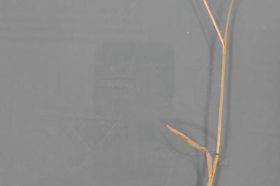 <i>Poa pratensis</i>