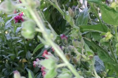 <i>Cynoglossum officinale</i>