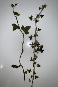 <i>Hedera helix</i>