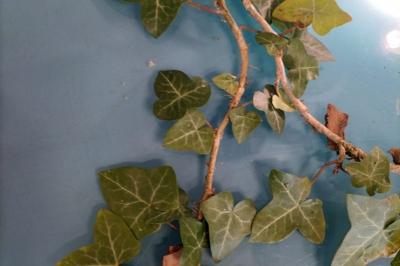 <i>Hedera helix</i>